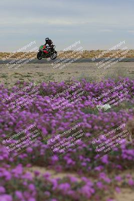 media/Jan-14-2023-SoCal Trackdays (Sat) [[497694156f]]/Turn 14 Exit Bloomig (145pm)/
